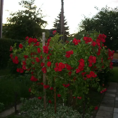 Sveciu Namai Avada Guest house 3*