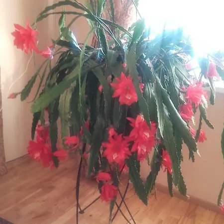 Sveciu Namai Avada Guest house Klaipeda